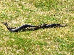 Attēlu rezultāti vaicājumam “Vipera berus adult”