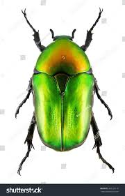 Attēlu rezultāti vaicājumam “Potosia cuprea imago”