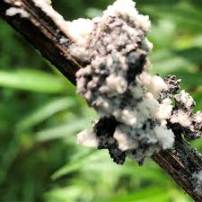 Attēlu rezultāti vaicājumam “Brefeldia maxima”