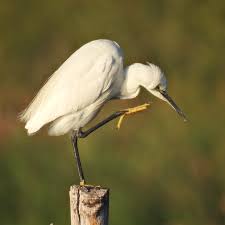 Image result for Egretta garzetta