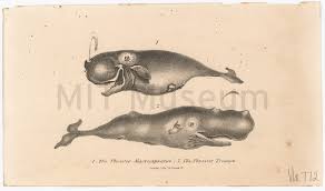 Image result for Physeter macrocephalus