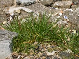 Attēlu rezultāti vaicājumam “Juncaginaceae”