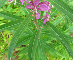 Attēlu rezultāti vaicājumam “Epilobium angustifolium leaf”