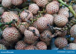 Attēlu rezultāti vaicājumam “Acorus calamus fruit”