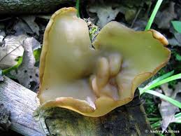 Attēlu rezultāti vaicājumam “Peziza repanda”