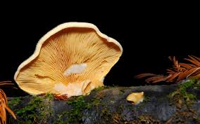 Attēlu rezultāti vaicājumam “Phyllotopsis nidulans”