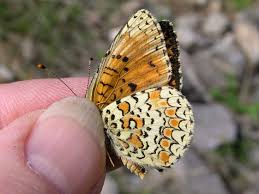 Attēlu rezultāti vaicājumam “Melitaea phoebe underside”