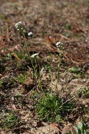 Attēlu rezultāti vaicājumam “Teesdalia nudicaulis”