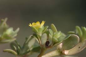 Attēlu rezultāti vaicājumam “Portulaca oleracea flower”