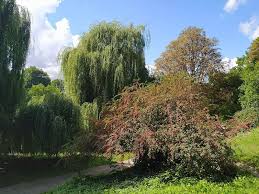 Attēlu rezultāti vaicājumam “Cotoneaster multiflorus”