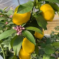 Attēlu rezultāti vaicājumam “Linaria loeselii fruit”