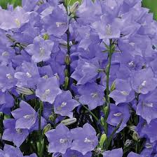Image result for Campanula persicifolia