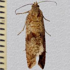 Attēlu rezultāti vaicājumam “Celypha striana”