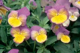 Attēlu rezultāti vaicājumam “Viola x williamsii”