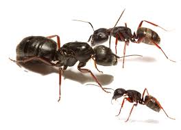 Attēlu rezultāti vaicājumam “Camponotus herculeanus”