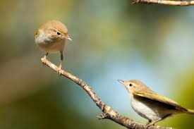 Attēlu rezultāti vaicājumam “Motacillidae”
