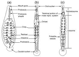 Attēlu rezultāti vaicājumam “Hirudinea”