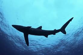 Image result for Prionace glauca