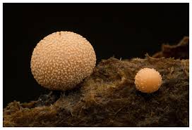 Attēlu rezultāti vaicājumam “Enteridium corticatum”