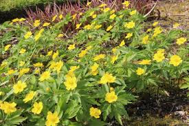 Attēlu rezultāti vaicājumam “Anemone ranunculoides leaf”