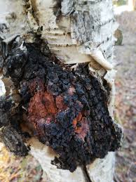 Attēlu rezultāti vaicājumam “Inonotus obliquus”