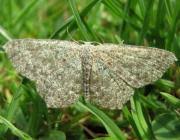 Attēlu rezultāti vaicājumam “Cyclophora pendularia”