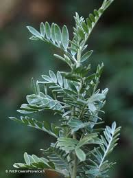 Attēlu rezultāti vaicājumam “Anthyllis maritima bud”