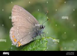 Attēlu rezultāti vaicājumam “Satyrium ilicis”