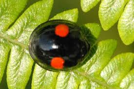 Attēlu rezultāti vaicājumam “Chilocorus renipustulatus”