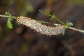 Attēlu rezultāti vaicājumam “Colostygia pectinataria”