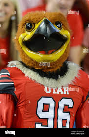 Image result for Ut Cougars