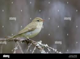 Attēlu rezultāti vaicājumam “Phylloscopus trochiloides adult”