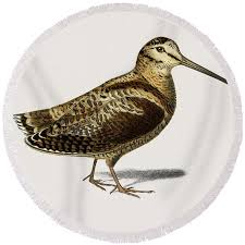 Attēlu rezultāti vaicājumam “Scolopax rusticola”