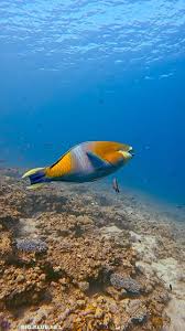 Image result for Chlorurus gibbus