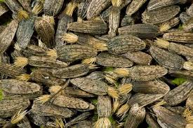 Attēlu rezultāti vaicājumam “Arctium lappa fruit”