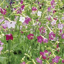 Image result for Nicotiana x sanderae `Perfume`F1