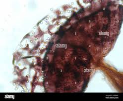 Attēlu rezultāti vaicājumam “Cribraria vulgaris”