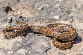 Attēlu rezultāti vaicājumam “Natrix natrix adult”