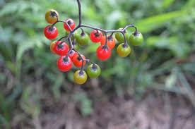 Attēlu rezultāti vaicājumam “Solanum dulcamara fruit”
