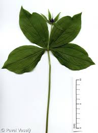 Attēlu rezultāti vaicājumam “Paris quadrifolia”