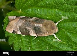 Attēlu rezultāti vaicājumam “Noctua fimbriata imago”