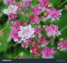 Image result for Aquilegia vulgaris `Nora Barlow`