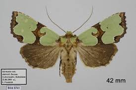 Attēlu rezultāti vaicājumam “Staurophora celsia”