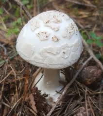 Attēlu rezultāti vaicājumam “Amanita citrina”