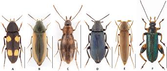 Attēlu rezultāti vaicājumam “Melandrya dubia”