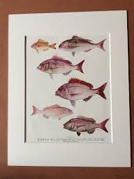 Image result for Polysteganus undulosus