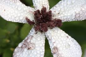 Attēlu rezultāti vaicājumam “Microbotryum tragopogonis - pratensis”