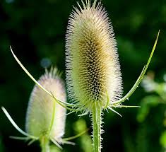 Attēlu rezultāti vaicājumam “Dipsacus fullonum flower”