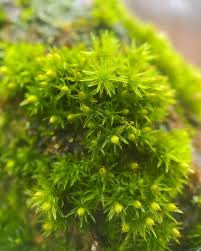 Attēlu rezultāti vaicājumam “Orthotrichum lyellii”