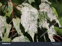 Attēlu rezultāti vaicājumam “Sawadaea tulasnei”